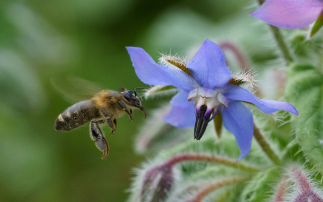 Borage is one of the best strawberry companion plants as it adds trace minerals to the soil.