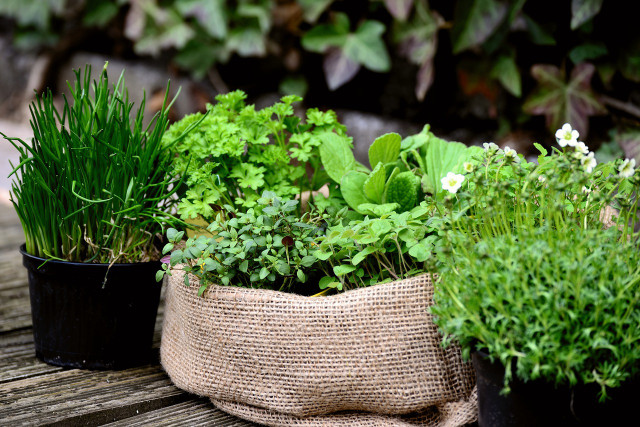 Pick your favorite herbs for your window herb gardening.