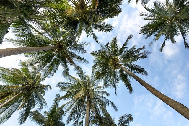 Palm trees come from the Arecaceae family and grow in tropical regions.
