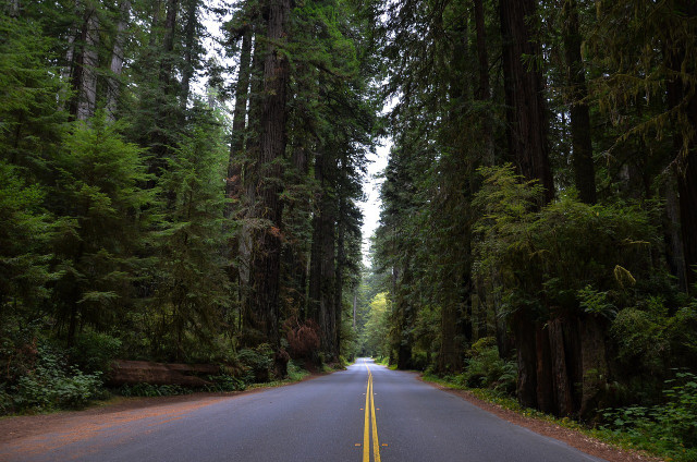 The Prairie Creek Redwood State Park was featured in Jurassic Park.