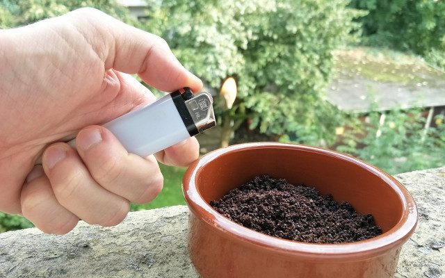 Coffee grounds uses wasp repellant in the garden
