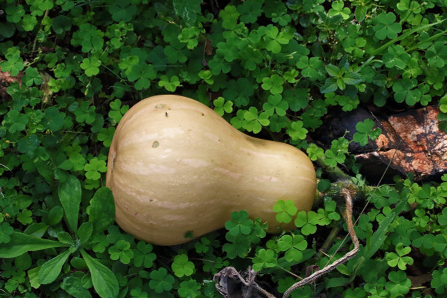 Butternut squash is usually ready to harvest in the months of September or October.
