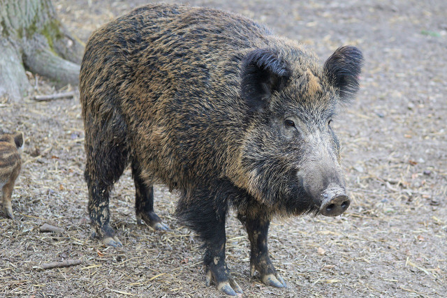 Feral swine are highly invasive and increasing in number.