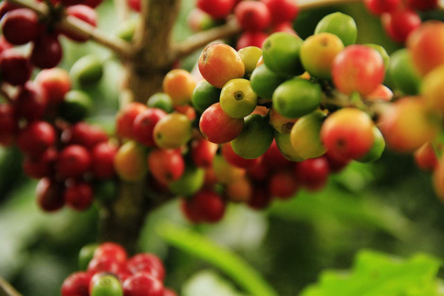 Coffee plants grow in topical climates. 