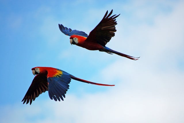 Scarlet macaws often mate for life in the wild.
