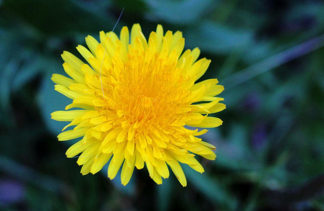 Dandelions often turn from vibrant yellow flowers into puffy, seed balls that can travel long distances in the wind.