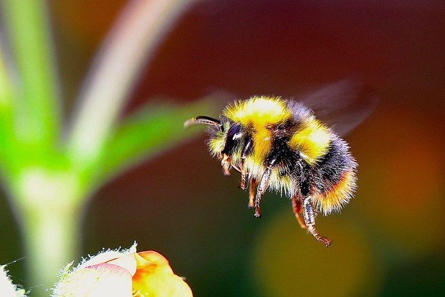 Bumble bees are one of the only bees that hibernate during winter.