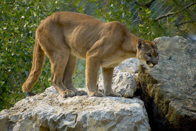 The Florida panther has been on the endangered species list for nearly 50 years.