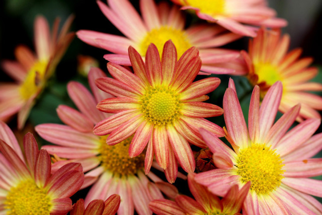 Chrysanthemum blossoms contain pyrethrum, a powerful deterrent to pests.