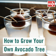 How to Grow an Avocado Tree – Step by Step