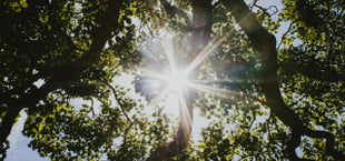 fast growing shade trees