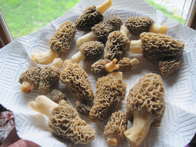 Morels have many dangerous lookalikes