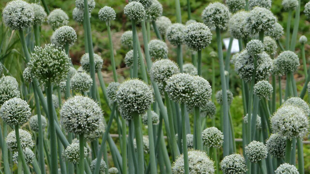 garlic flowering