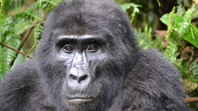 are gorillas endangered