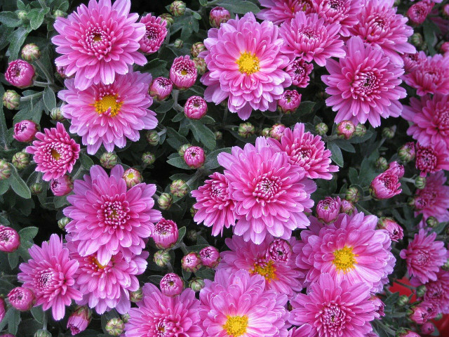 Chrysanthemums are a beautiful addition to the home or garden.