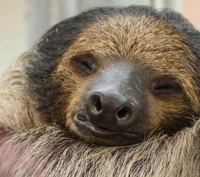 Sloths are well known for their love of sleep.