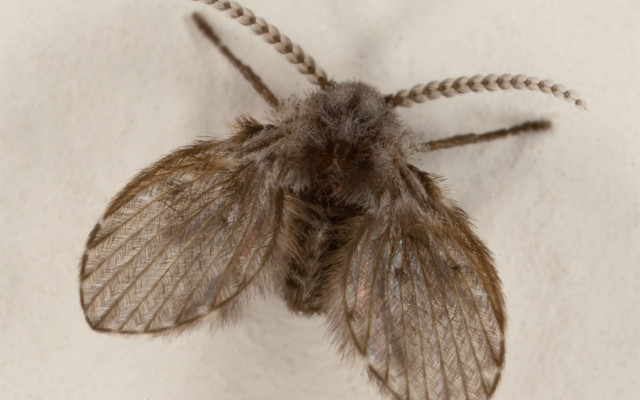 Drain Fly (Psychodidae)