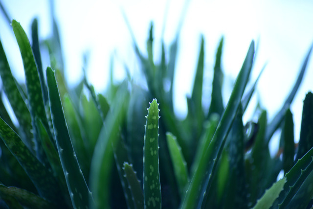 Repotting can revitalize your aloe plant.