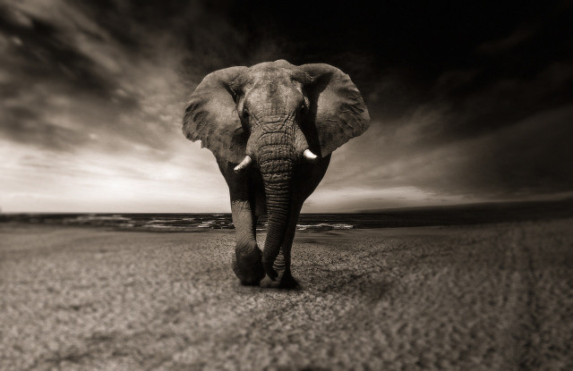 Elephants are considered a vulnerable or endangered species