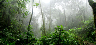 save the rainforest