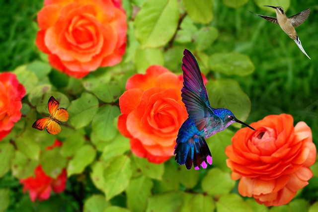 Planting the right flowers can help hummingbirds on their journey in winter. 