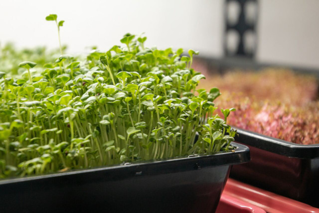 Microgreens benefit the health of our bodies and the planet. 