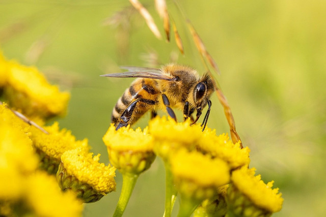 Bee stings are nasty and painful, but can be helped using natural home remedies.
