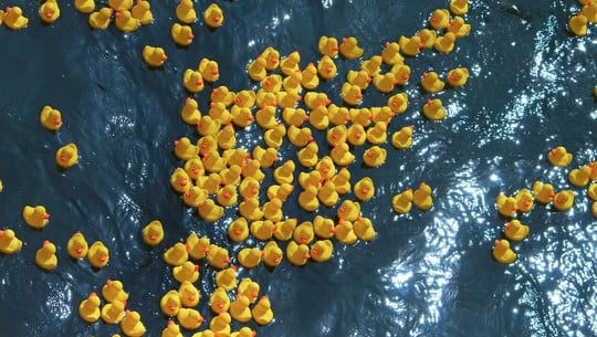 duck derby