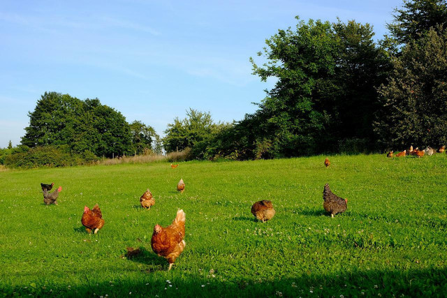 Just because a carton of eggs may be labelled free range or organic, it does not mean that the hens have been able to live their full lives outside. 