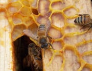 bee propolis benefits