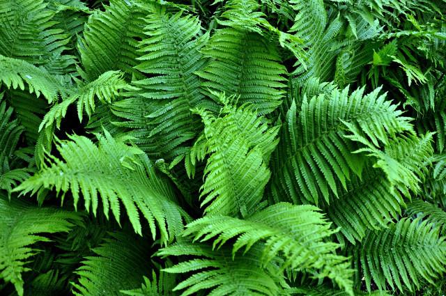 Ferns can add an untamed flair to a garden.