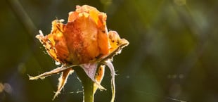 rose diseases