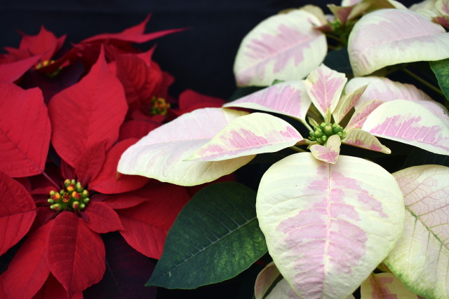 It doesn't take much work to take care of poinsettas for a season.