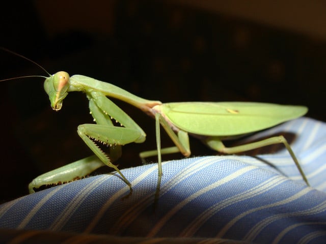 Are praying mantises endangered? No, but you should still remove them carefully.