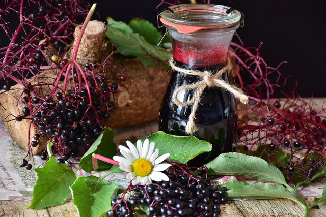 While elderberries themselves are harmless, the plants leaves and bark are toxic.