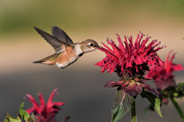 Hummingbirds and flowers are mutualist keystone species as they rely on each other for survival and play an integral role in their ecosystem.  