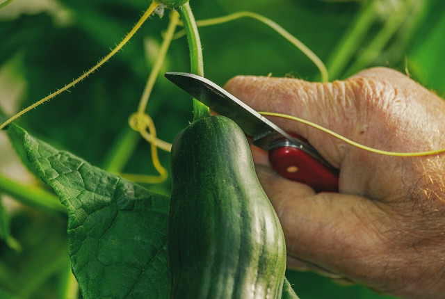 Joining a CSA means access to fresh, local produce.