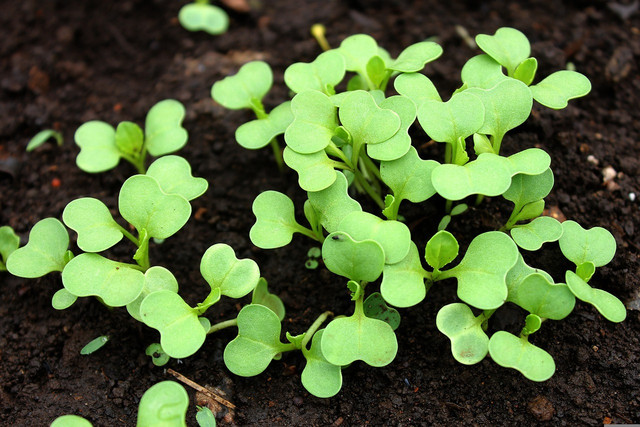 This is what bok choy looks like before it grows into the thick vegetable.