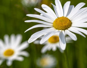how to start a garden