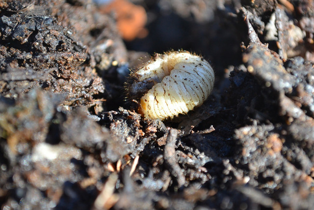 Convenient benefits of composting include healthier plants, more resistant to bacteria and disease.