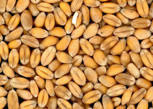 wheat berries