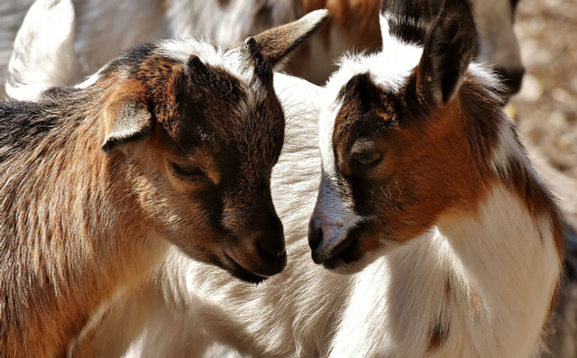 Kinder goats are an alert and very gregarious breed.