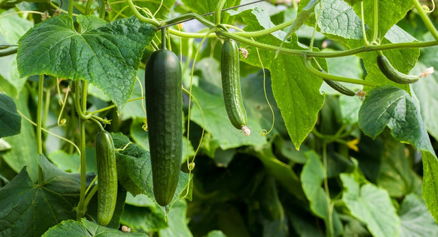Cucumbers require a bit of space to grow properly. 