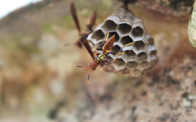 Social wasps build colonies and nests together, while solitary wasps tend to stick to themselves. 