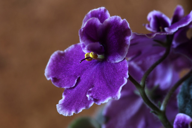 African violets thrive on coffee grounds.