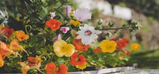 edible nasturtium flower