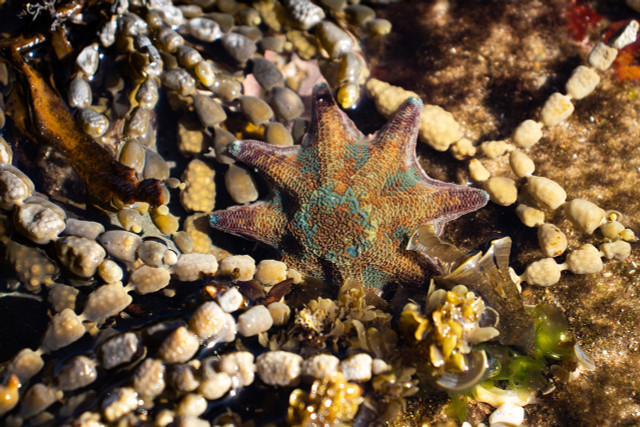 Some starfish have more than five limbs.