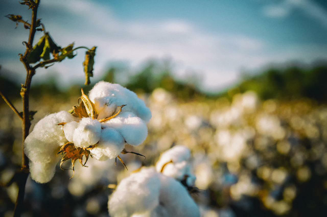 Sustainable natural fibers like organic cotton are growing increasingly popular.