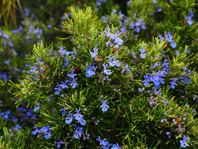 Rosemary is a common ingredient, readily available for acne scar treatment.