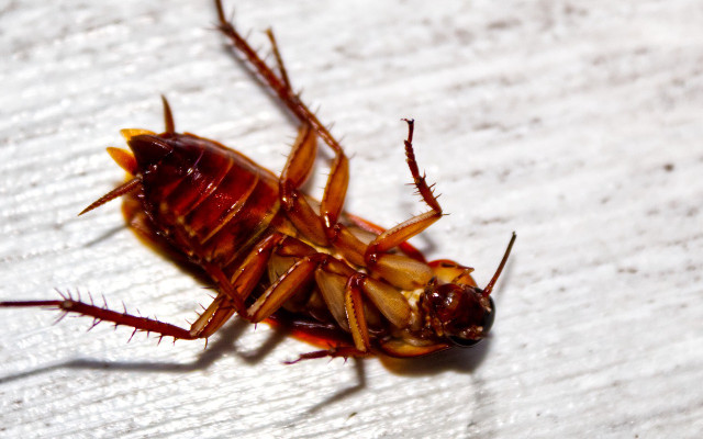 home remedies for roaches 